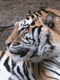 Tigre4
